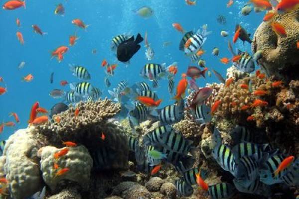 Fort Fisher Aquarium