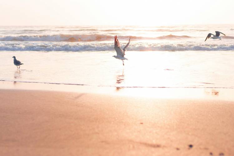 Seagulls on the beach
