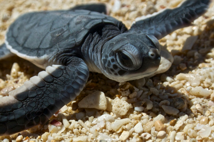 Turtle Talks