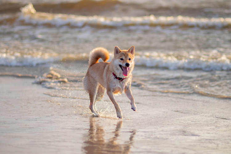 Dog Rules Carolina Beach