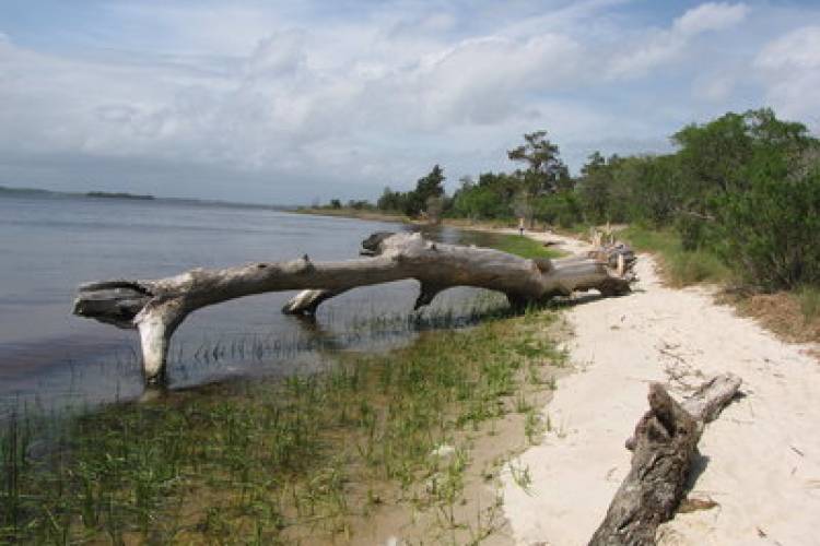 Carolina Beach State Park