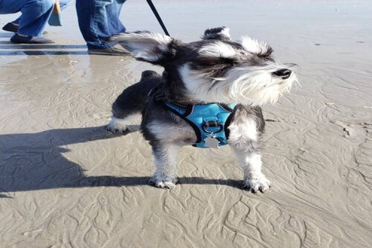 Dog Rules Kure Beach