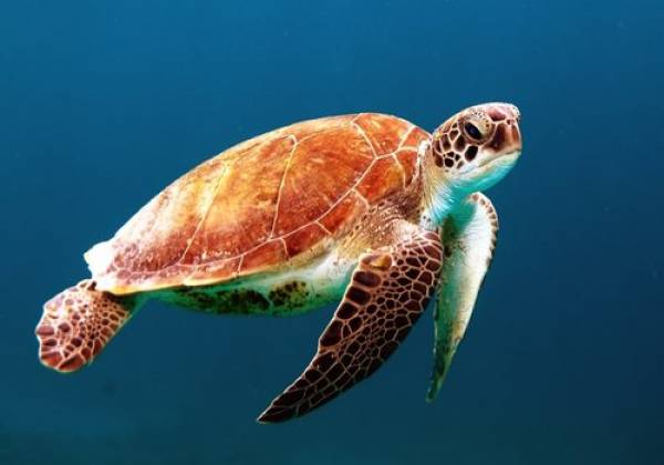 Sea Turtle Sea Turtle