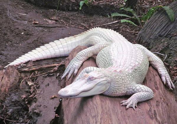 Albino Aligator Albino Aligator