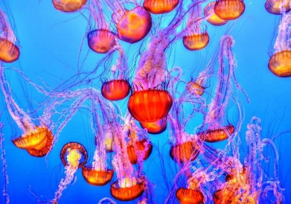 Jellyfish Jellyfish