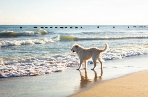 dog on the beach
