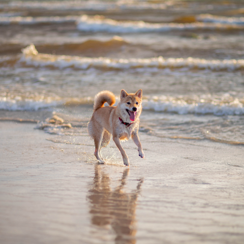 Dog running on the beach