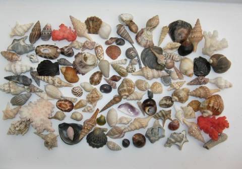 Seashells