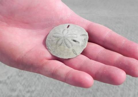 Sand Dollars