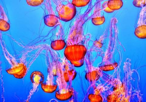 Jellyfish Jellyfish
