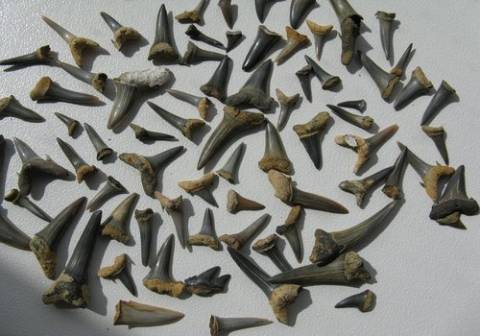 Sharks Teeth