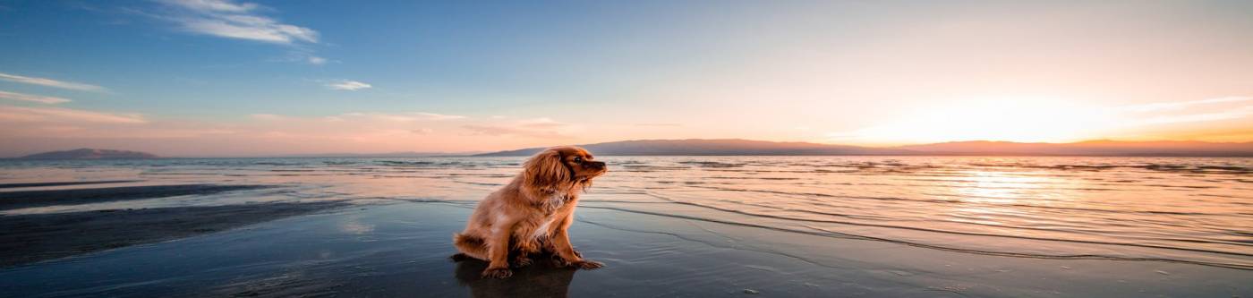 Dog Friendly Beach